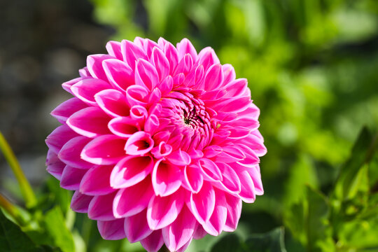 Pink and White Dahlia in Bloom, nature