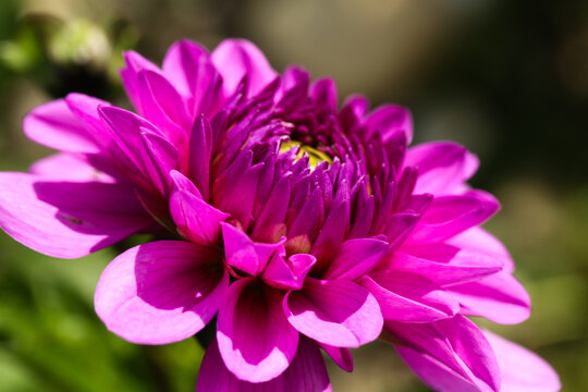 Pink and White Dahlia in Bloom, nature