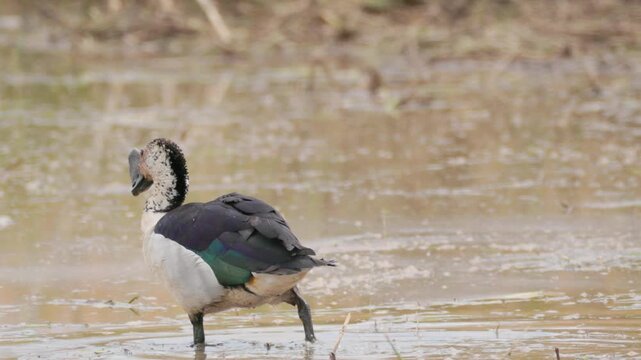 A Knob-billed duck (Sarkidiornis melanotos) preening and foraging in a wetland area in Thailand.