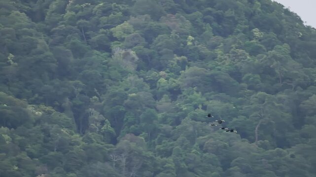 A large flock of Plain-pouched hornbills (Rhyticeros subruficollis) roosting together on a high tree canopy in the rainforest of Thailand.