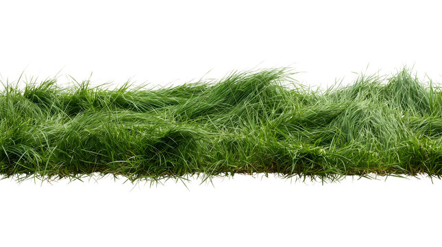 Fresh green grass border isolated on white background, natural lawn turf strip, lush meadow blades header element