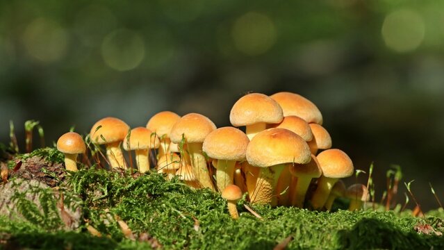 Gr&uuml;nbl&auml;ttriger Schwefelkopf (Hypholoma fasciculare) auf Totholz
