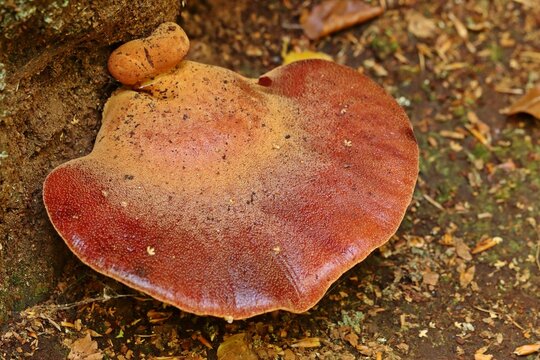 Eichen-Leberreischling (Fistulina hepatica)