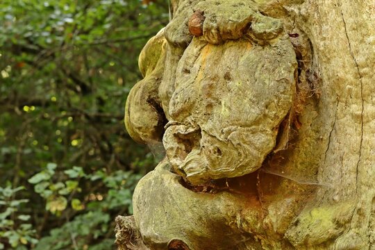 Uralte Eiche mit Gesicht im Urwald Sababurg