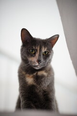 gato  © gustavoisaac