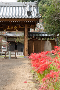 お寺の門と彼岸花