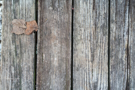 Dried brown leaves have fallen on dry rot planks of wood on a homeowners wooden backyard deck but the unfinished boards are not stained or sealed with polyurethane protection