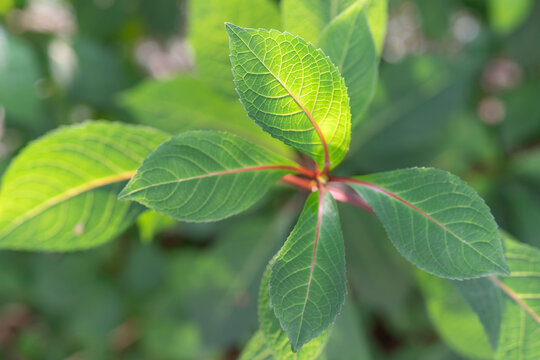 Green leaves of a herbaceous angiosperm, showing leafy vegetation in the warm sunlight which provides energy in the form of sugar in a photosynthetic process