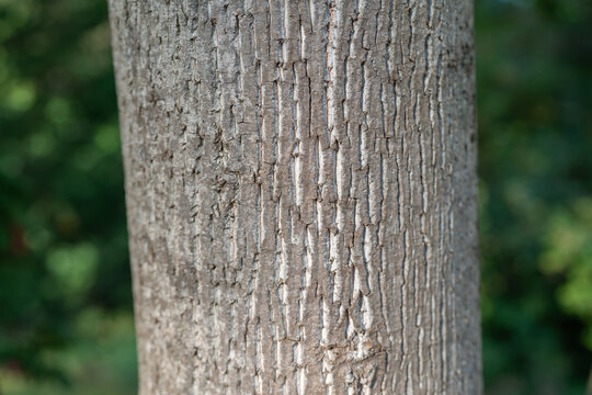 Deciduous tree rough outer bark of the main trunk of a young native hardwood growing at the edge of a new forest in the rolling hills of Appalachia