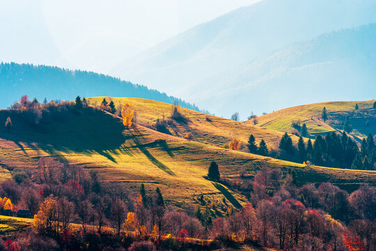 mountain meadow in afternoon light. countryside autumn landscape with forest on the grassy hill. nature in fall season concept. rural scenery