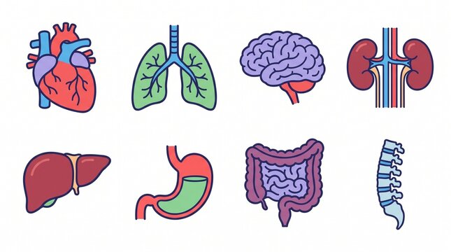 Internal human organs icons set including heart, lungs, brain, and kidneys flat illustration