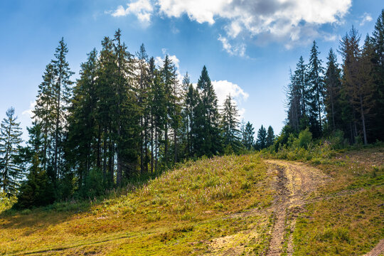 coniferous forest in Ukrainian mountains on a sunny day. Carpathian nature landscape with peaceful woodland in summer. green slopes of Borzhava range