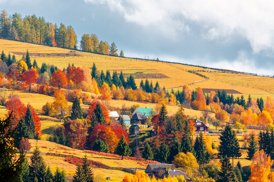 countryside area with rolling hills in Carpathian mountains at sunset. beautiful autumn landscape. travel background with meadows and forest of Mizhhiria district, Ukraine