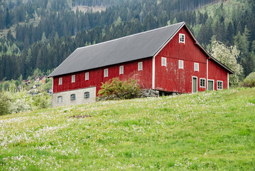 Red barn in green field Norway © crazy82