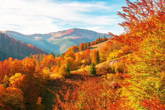 beautiful autumn afternoon in Apuseni mountains. forest on the edge of a hill in fall colors. wonderful countryside nature of Romania on a sunny weather in evening
