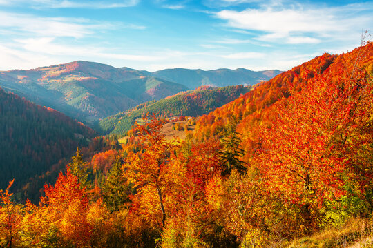 beautiful autumn afternoon in Apuseni mountains. forest on the edge of a hill in fall colors. wonderful countryside nature of Romania on a sunny weather in evening