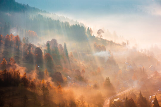trees on meadow between hillsides with conifer forest in fog at sunrise. light beam through glowing misty atmosphere in the valley. autumn in Transcarpathia