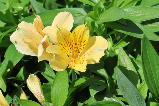 Alstroemeria [Inticancha Havana] ('Tessunhava') (Inticancha Sun Series). Close up of single yellow peruvian lily flower with brown freckles in the throat. 