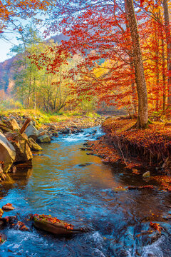 landscape in mountains, forest and a river in front. beautiful view in autumn. fresh water in the beech forest of Carpathian mountains. sunny weather, rocky shore