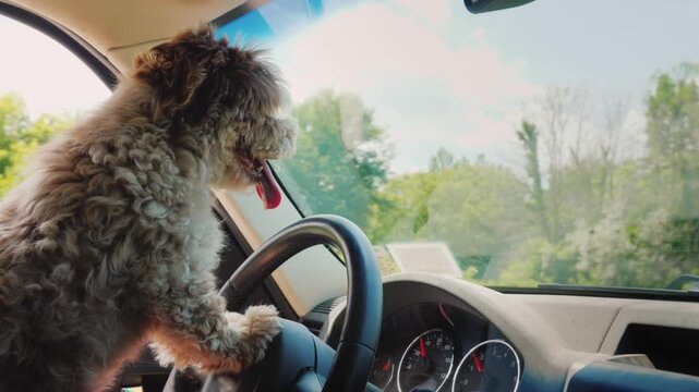 Small dog sitting in drivers seat of moving vehicle looking out window on sunny day.