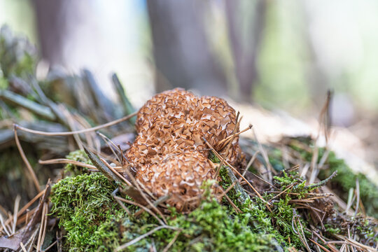 Brown fungus growth on mossy forest floor with pine needles and twigs.