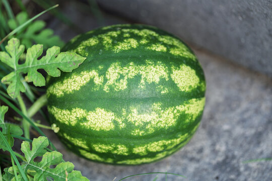 Small ripe watermelon on garden soil beside leafy green plant outdoors