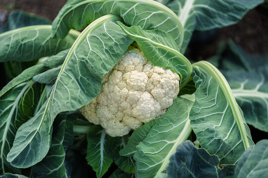Fresh cauliflower head growing under green leaves in raised garden bed