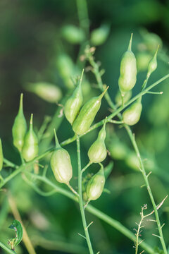 Closeup green seed pods on thin stems outdoors soft blurred background