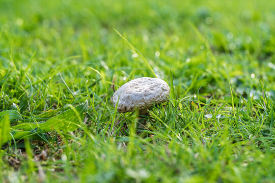 Small white mushroom growing in green lawn with early morning sun glow