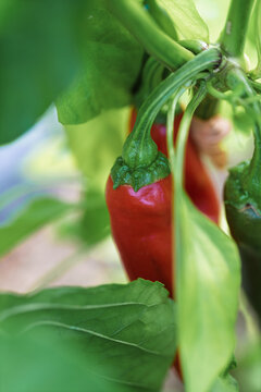Ripe red chili pepper hanging on green plant leaves in garden close-up