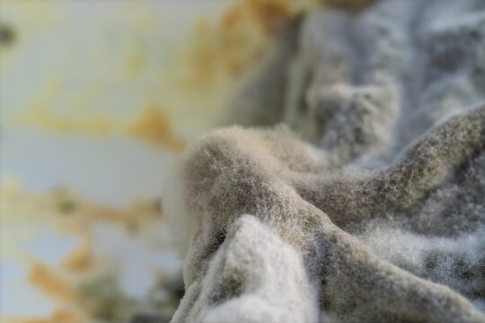 Macro Close Up Of Mold Growing On Herb Quark With Fuzzy Texture