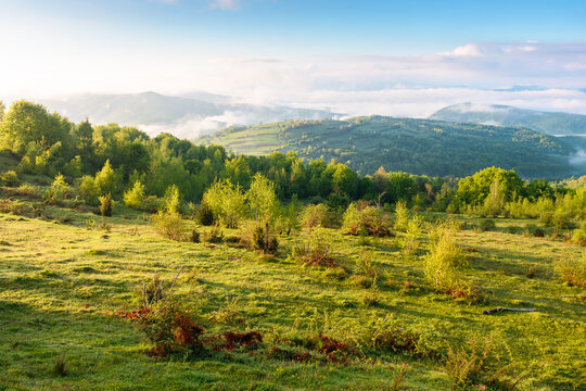 mountain field in morning light. countryside springtime background with view in to valley in fog behind the forest on the grassy hill. fluffy clouds on a bright blue sky. nature freshness concept