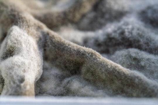 Macro Close Up Of Mold Growing On Herb Quark With Fuzzy Texture