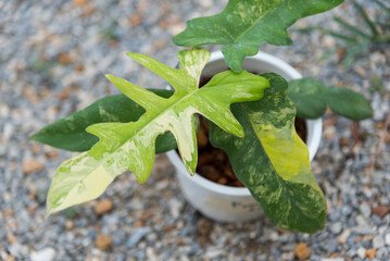 Closeup to Fresh leaf of philodendron florida beauty mayoi x Mayoi © rukawajung