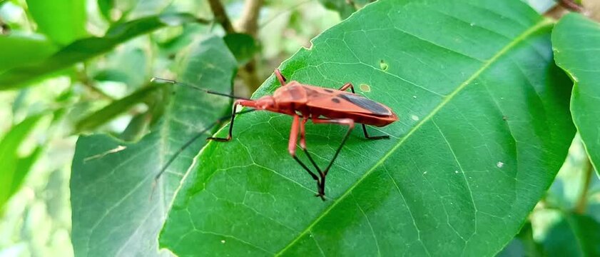 Red insect on green leaf outdoors