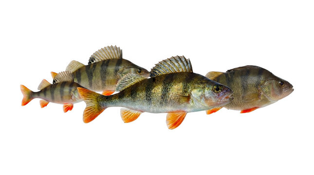 Group of european perch fish isolated on transparent background
