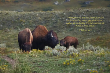 Bison graze calmly in a golden-hued grassland. Young bison follow closely beside its mother. Yellow wildflowers dot the green terrain. Soft light bathes the scene, creating peaceful atmosphere © Mark