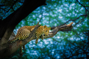An Indian leopard rests gracefully on a sturdy tree branch in Jhalana Forest Reserve, Rajasthan, with its spotted coat contrasting against the soft green forest background. © Rohit Beniwal