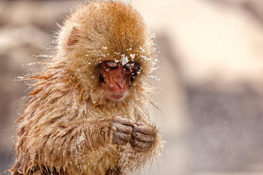 Young Japanese macaque with snow on its face holding food in its hands, Jigokudani Monkey Park, Nagano, Japan