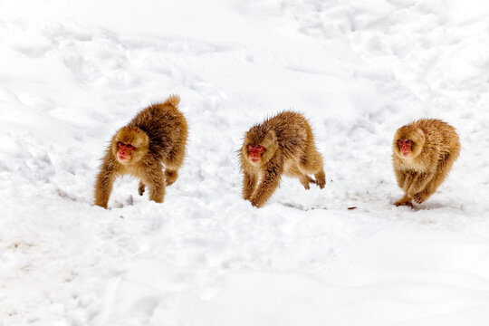 Three Japanese macaques walking in a row through deep snow, Jigokudani Monkey Park, Nagano, Japan