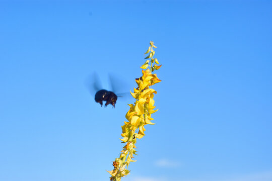 Low angle macro action shot of a black violet carpenter bee (Xylocopa) flying with wings in motion near the bright yellow flowers of a smooth rattlepod (Crotalaria pallida) plant against a clear blue 