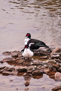 Pair of black and white muscovy ducks resting on rocky shoreline beside calm water, red facial caruncles visible, natural outdoor wildlife scene with reflections