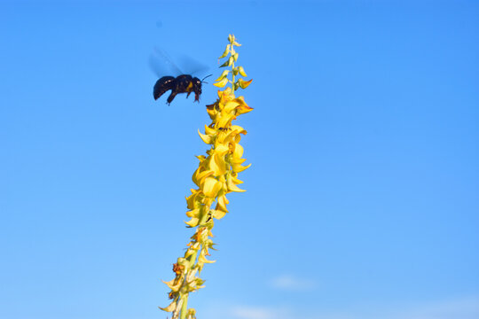 Low angle macro action shot of a black violet carpenter bee (Xylocopa) flying with wings in motion near the bright yellow flowers of a smooth rattlepod (Crotalaria pallida) plant against a clear blue 