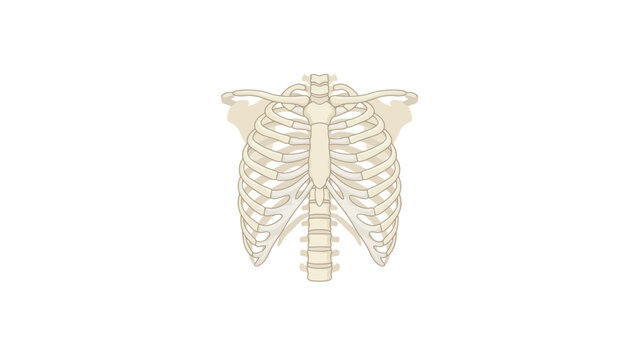 Human rib cage anatomical illustration isolated on white background