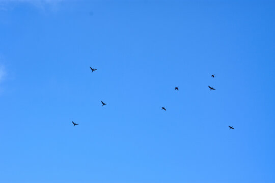 Low angle view of a flock of birds flying high with wings spread against a clear blue sky background on a sunny day.