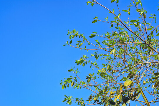 Fresh young green leaves and buds on a tree branch against a clear blue sky background