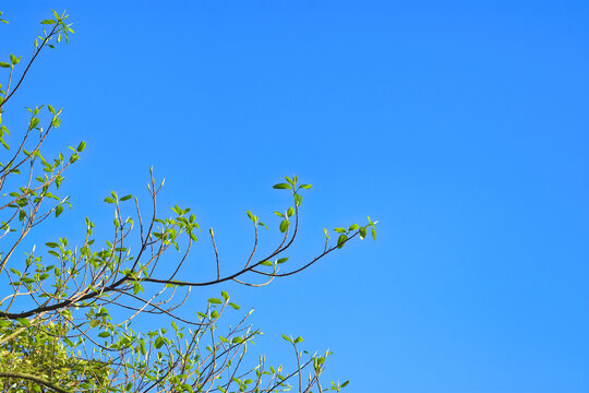 Fresh young green leaves and buds on a tree branch against a clear blue sky background