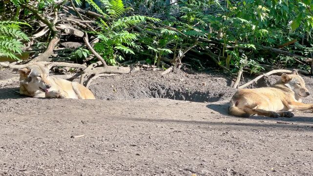 Adult dhole walks past resting pack members in a shaded enclosure surrounded by dense green vegetation