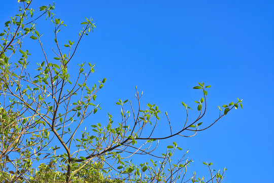 Fresh young green leaves and buds on a tree branch against a clear blue sky background