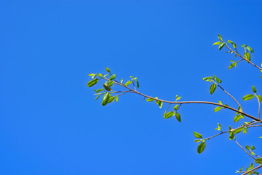 Fresh young green leaves and buds on a tree branch against a clear blue sky background